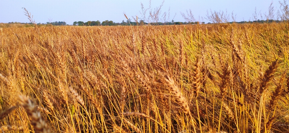 Wheat field plant crop