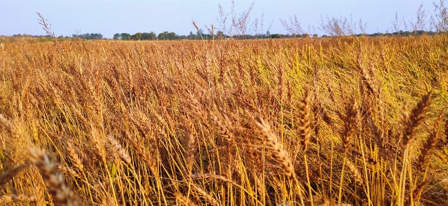 Wheat field plant crop Photo