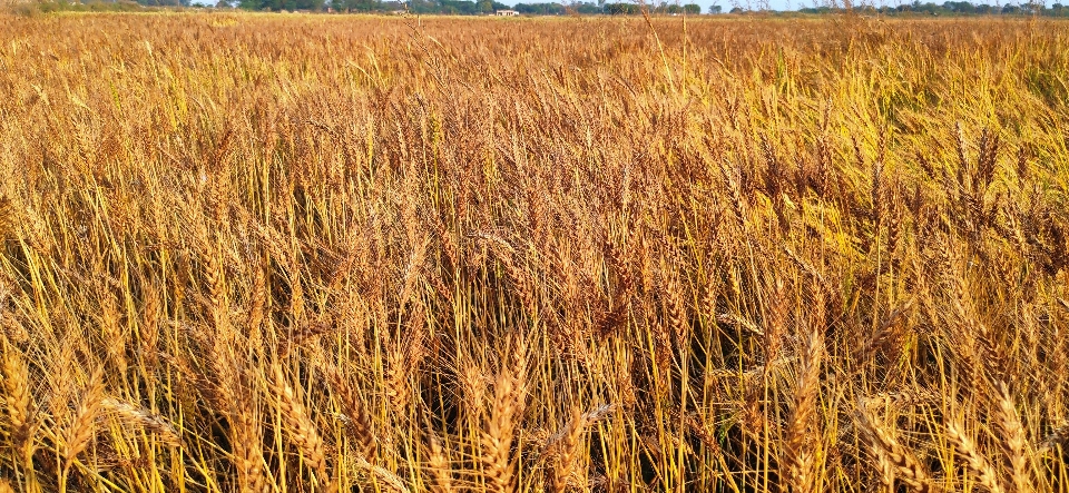 Wheat field food grain plant