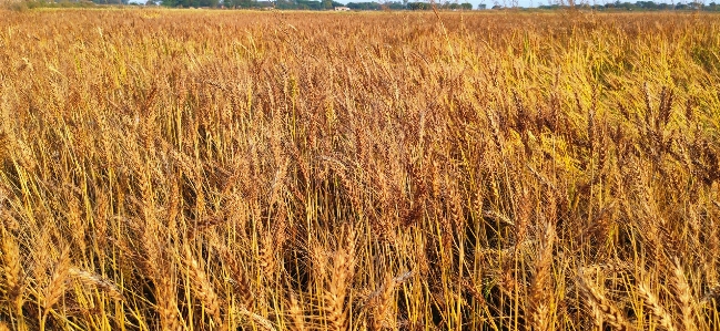 Wheat field food grain plant Photo