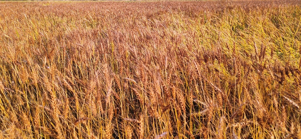 Wheat field grass plant