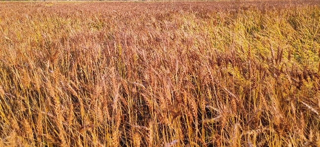 Wheat field grass plant Photo