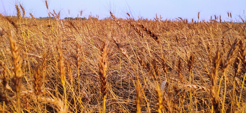 Wheat grain plant food