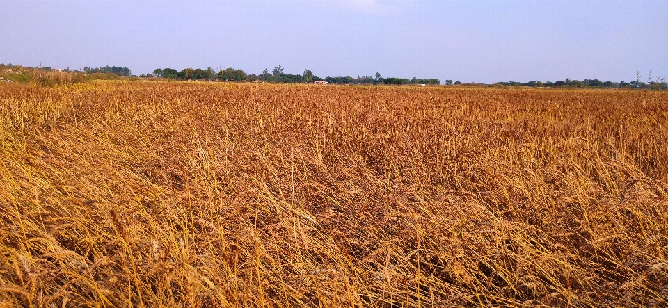 Wheat field agriculture prairie