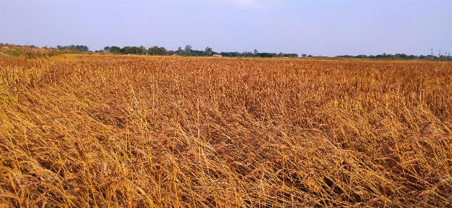 Wheat field agriculture prairie Photo