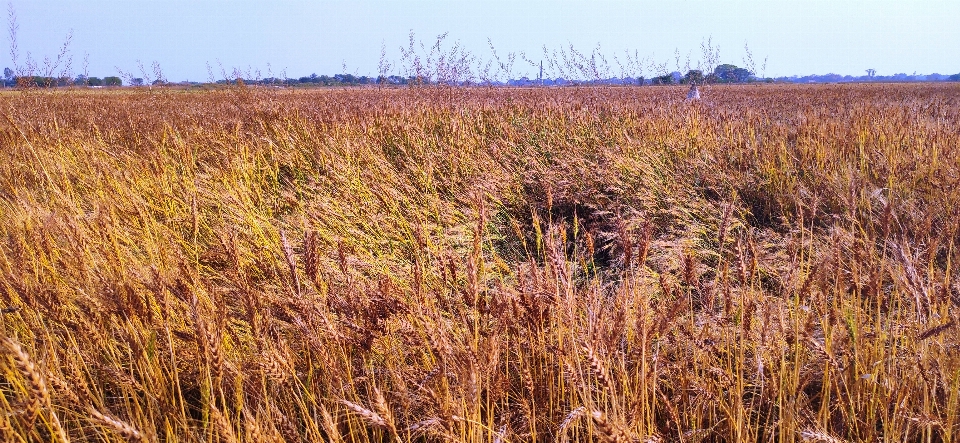 Wheat prairie grassland field