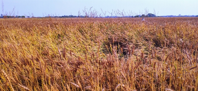 Wheat prairie grassland field Photo