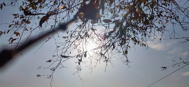 Foto árbol rama agua reflexión