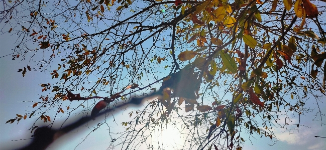 Foto Albero ramo foglia pianta legnosa
