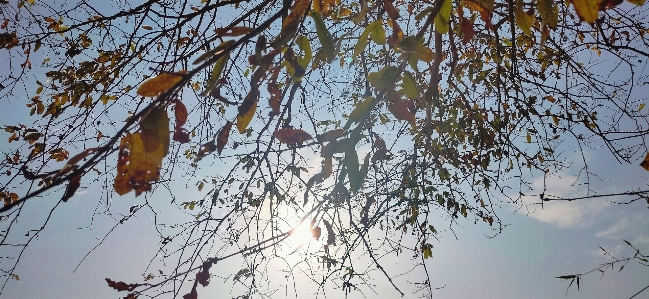 Foto Albero ramo foglia riflessione