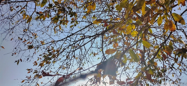 Foto Albero ramo foglia pianta legnosa
