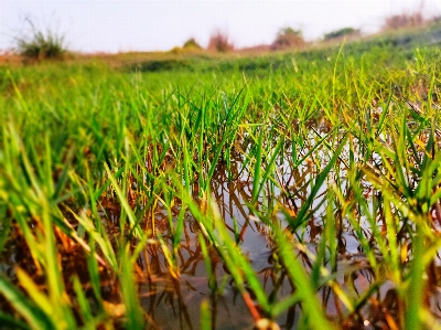 Foto Césped agua verde planta