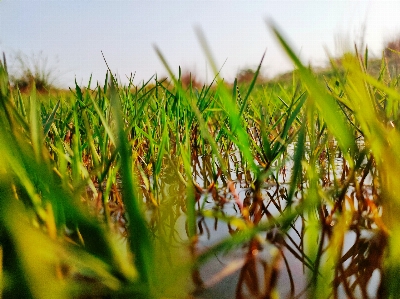 Foto Césped verde agua planta