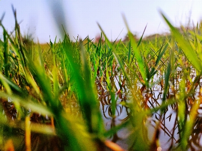 Foto Césped naturaleza verde agua