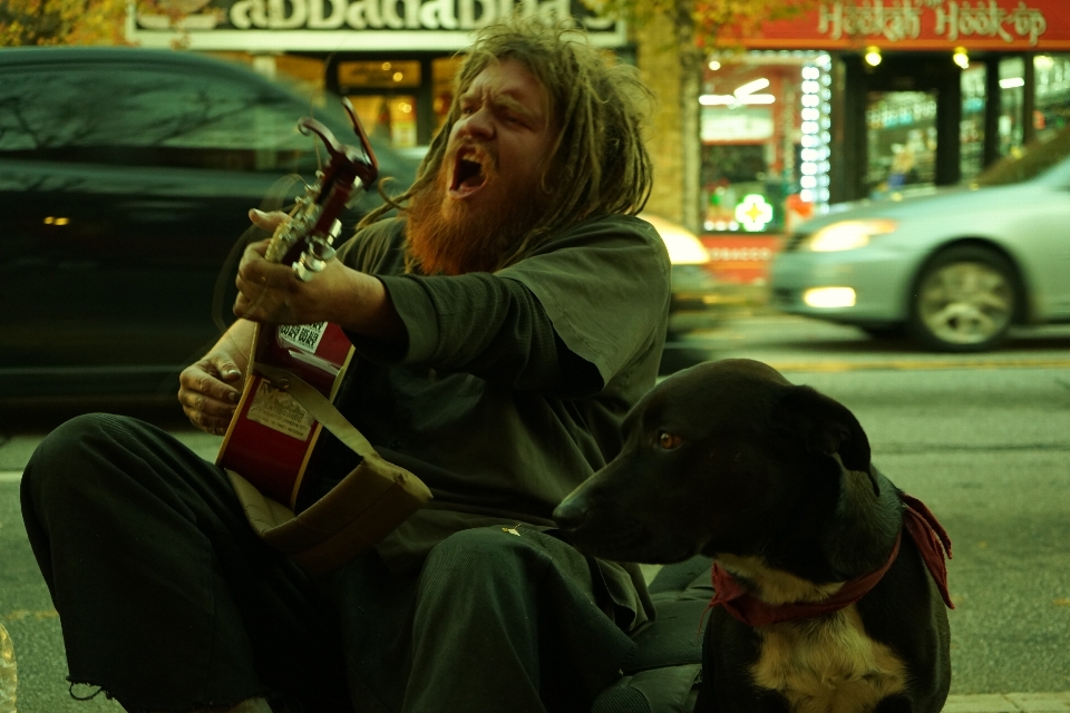 Guitarra cachorro rua canídeos
