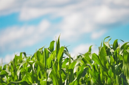 Green vegetation field crop Photo