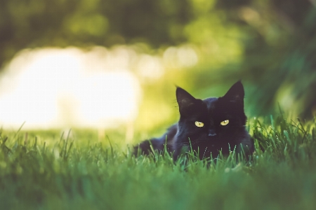 Cat green felidae nature Photo