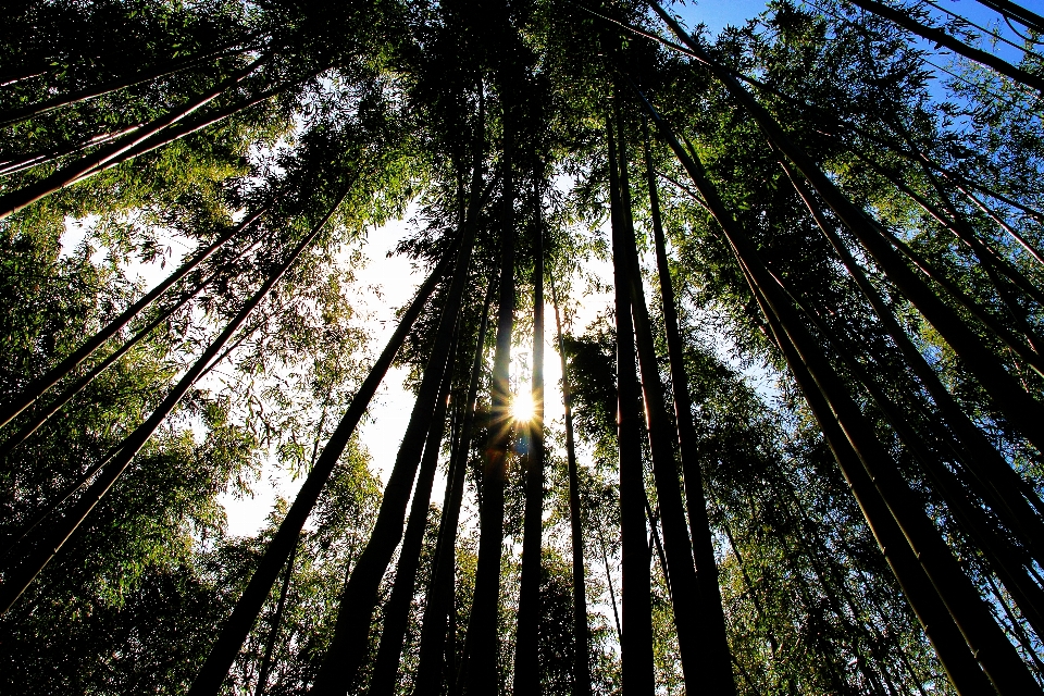 Japan tree nature forest