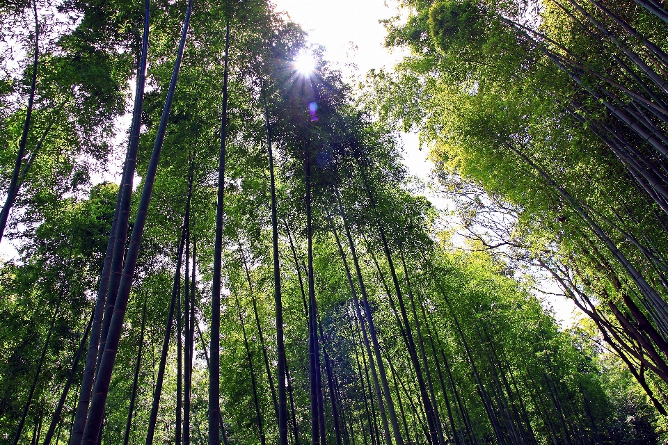 Japan tree nature forest