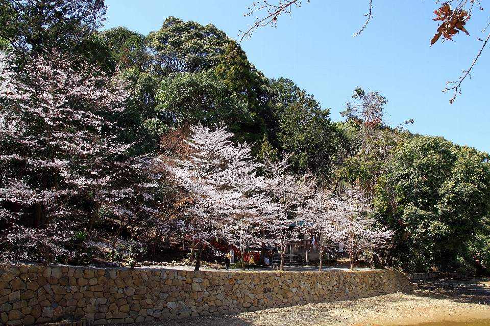 Jepang musim semi pohon bunga sakura
