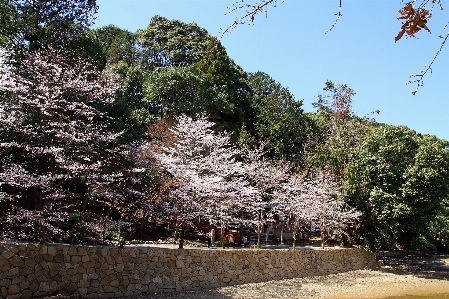 Japan spring tree cherry blossom Photo