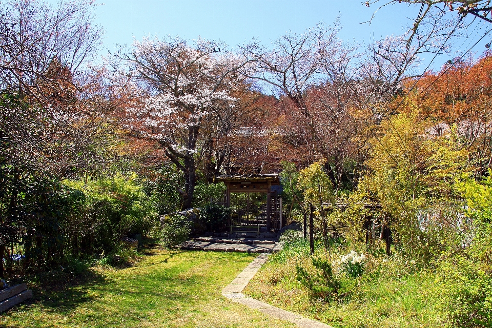 Japan tree natural landscape leaf