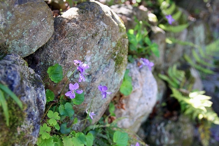 Japan spring flower plant Photo