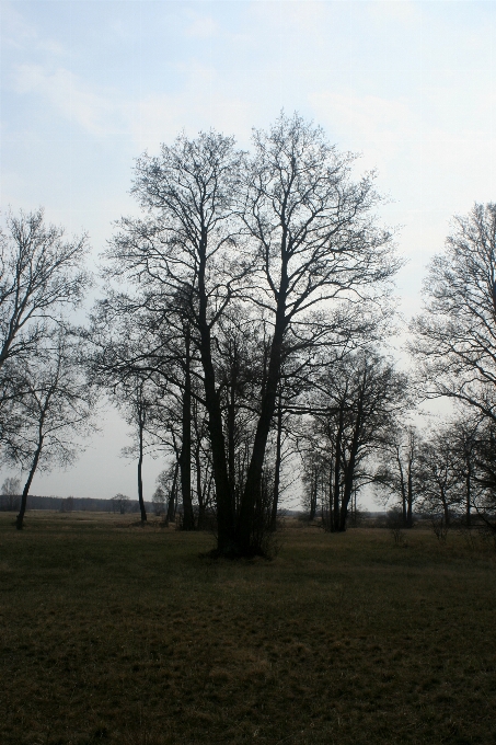 Dorf wiese
 feld baum