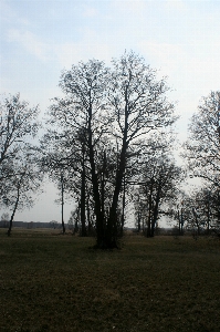 Village meadow field tree Photo