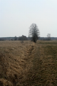 Village meadow field tree Photo