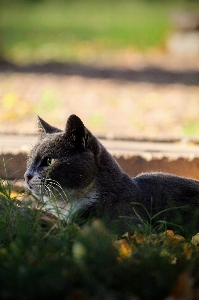 Cat focus portrait whiskers Photo