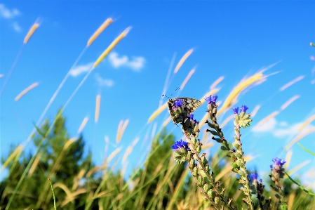 Foto Erbe aromatiche fiori natura rurale