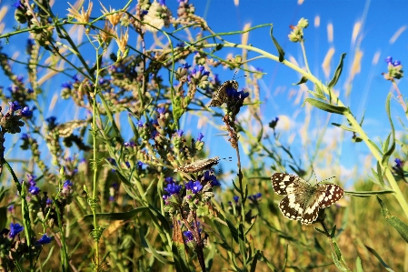 Foto Erbe aromatiche fiori natura rurale