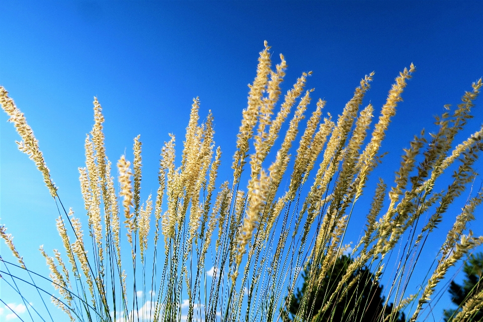 Ervas flores natureza rural