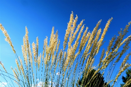 Foto Erbe aromatiche fiori natura rurale