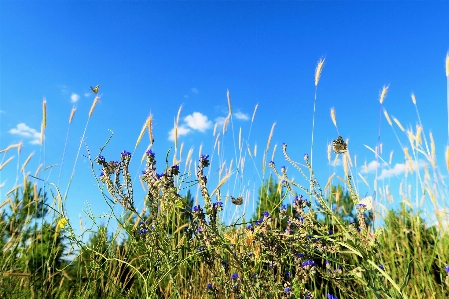 Foto Erbe aromatiche fiori natura rurale