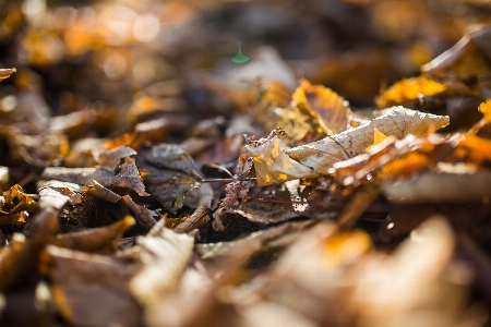 Blatt herbst nahaufnahme
 himmel Foto