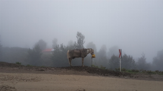 デザイン 霧 大気現象
 靄 写真