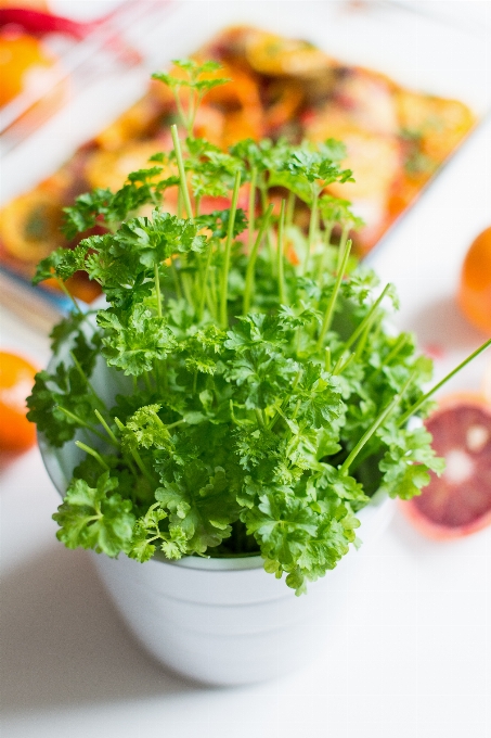 Comida vegetal de folha
 ingrediente
