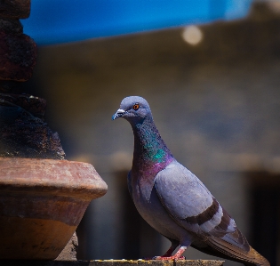 Foto Piccione uccello natura stare a casa
