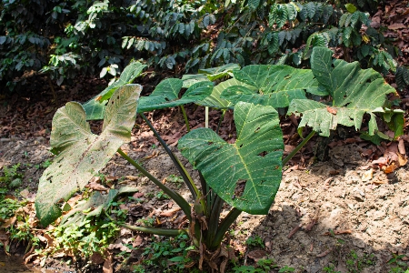 Foto Alami bunga daun tanaman