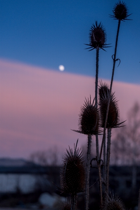 Twilight sunset mood sky