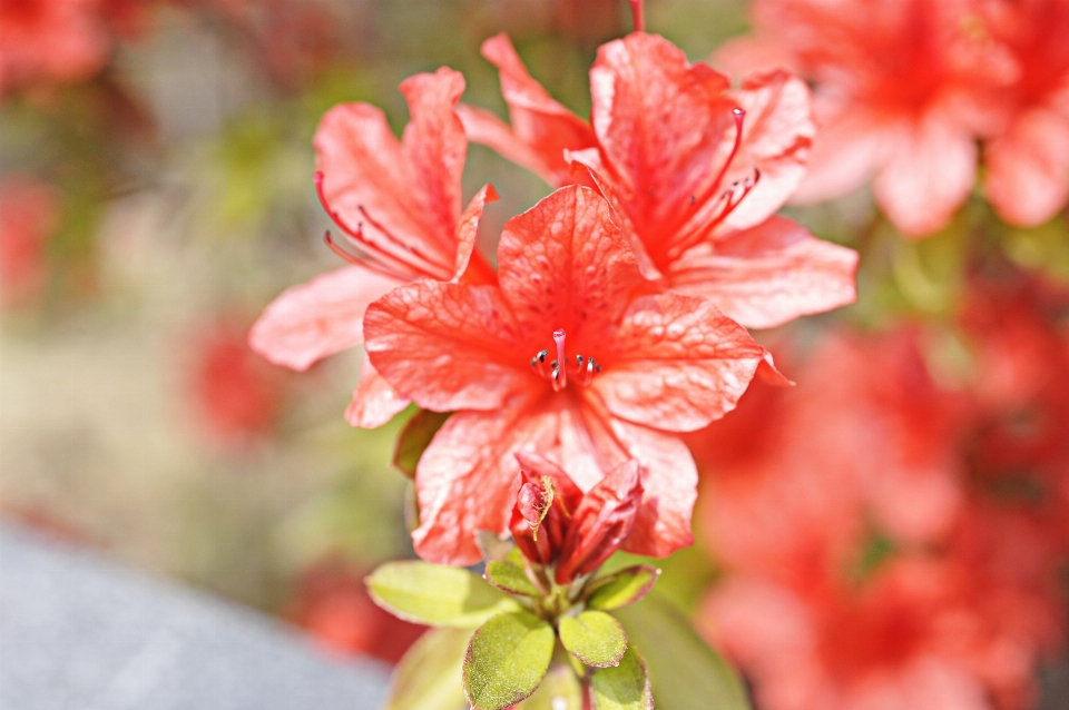 Azalea
 flor planta floreciendo
 pétalo