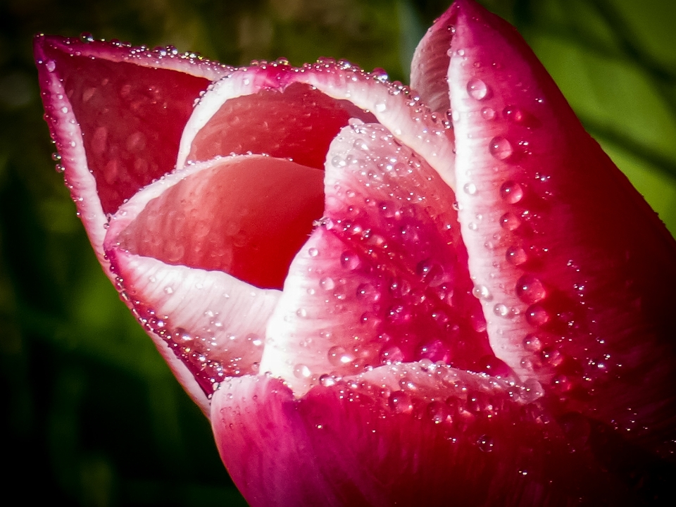 Tulipa água gotas primavera