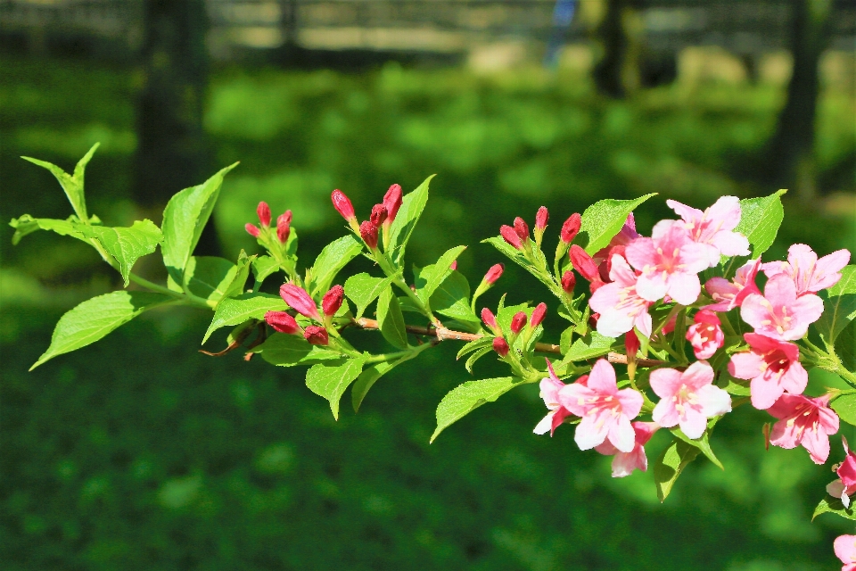 Flowers spring nature tree