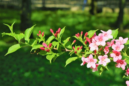 Flowers spring nature tree Photo