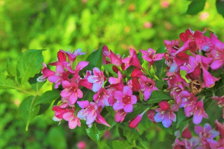 Flowers spring nature pink Photo