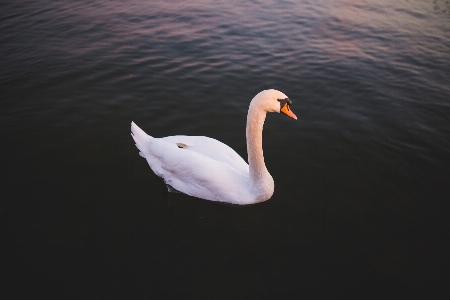 Swan bird water Photo