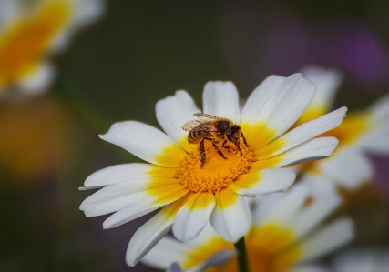 Photo Abeille fleur plante à fleurs
 pétale