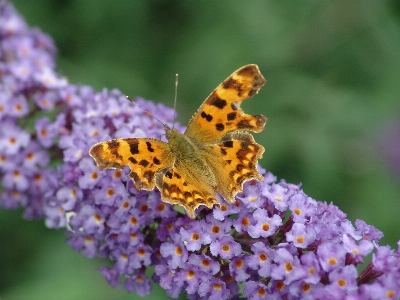 Butterfly cynthia subgenus insect moths and butterflies Photo